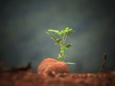 2026科技營銷新航向:抖音賦能品牌構建體系化增長引擎