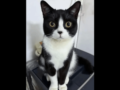 Seedance 2.0引領(lǐng)AI視頻革命：技術(shù)突破、行業(yè)沖擊與未來(lái)展望