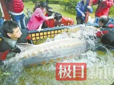 十年之約！退捕漁民與曾救下的中華鱘“厚福”北京重逢 見證長江生態蝶變