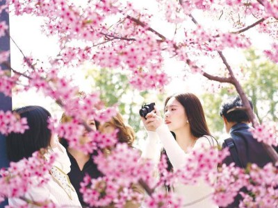 香港游客盛贊湖北：櫻花浪漫科技新，鄂港文旅合作迎新機