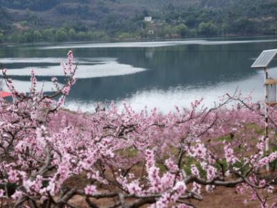 春日限定浪漫！龍泉驛第40屆桃花薈啟幕，日賞桃花夜觀燈會(huì)正當(dāng)時(shí)