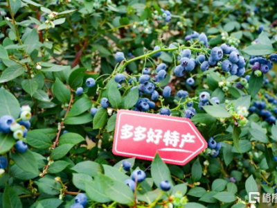 拼多多發(fā)布2025全年財報,"千億扶持"推動包裹進(jìn)村,偏遠(yuǎn)鄉(xiāng)村加快進(jìn)入"包郵區(qū)"