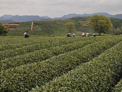盒馬重構茶葉供應鏈：拆解非標品，讓定價權回歸品質與效率