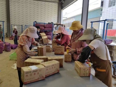 賓川大蒜搭乘電商快車：從田間到舌尖，撬動鄉村振興“金色產業”